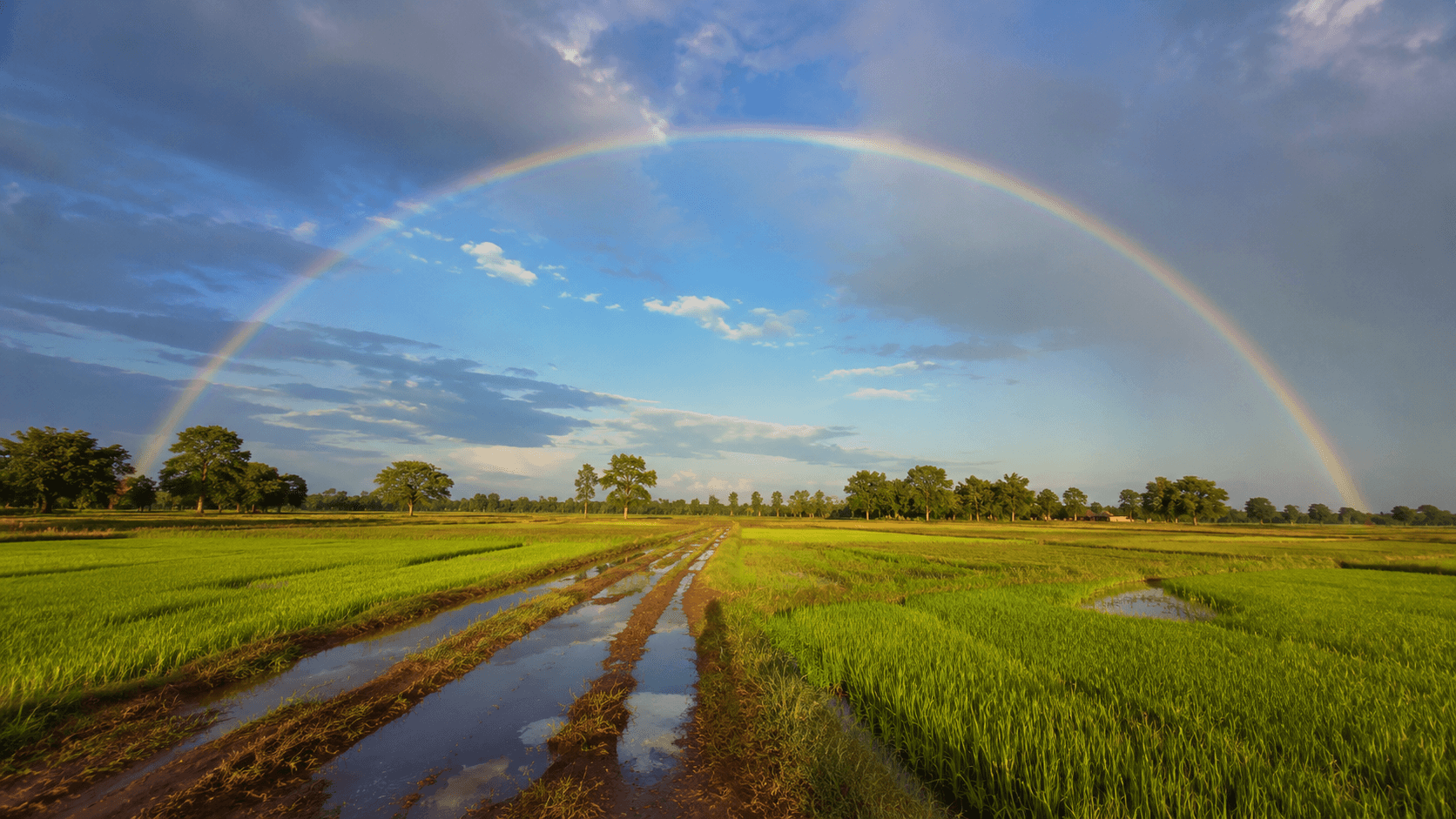 Bright primary rainbow over green fields after rain, sunlight coming from behind the observer — atmospheric optics for UPSC geography