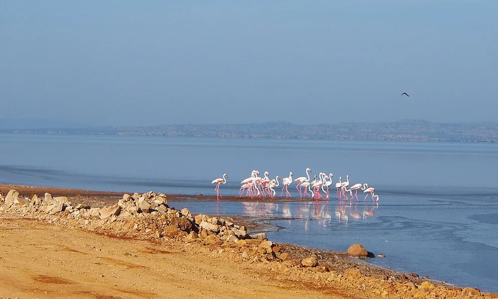 Flamingos in the Rann of Kutch