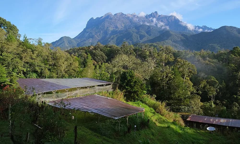 Mount Kinabalu, Sabah