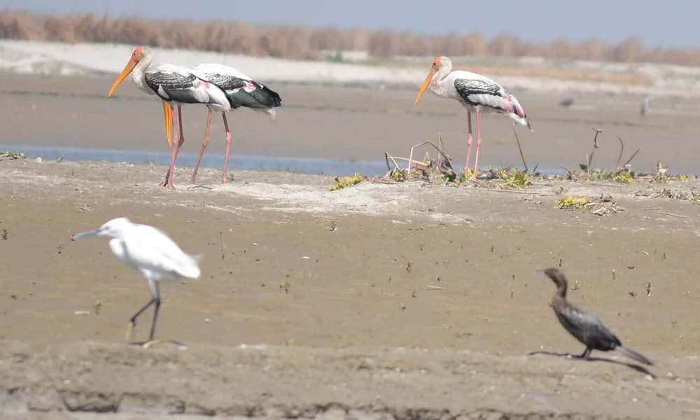 Migratory waterbirds on a Gangetic wetland