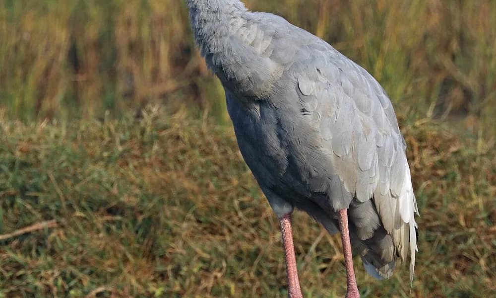 Sarus crane, a Gangetic wetland species