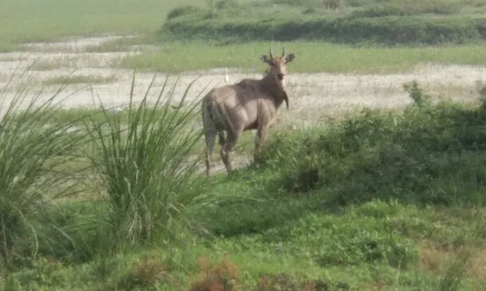 Shekha Jheel, Aligarh