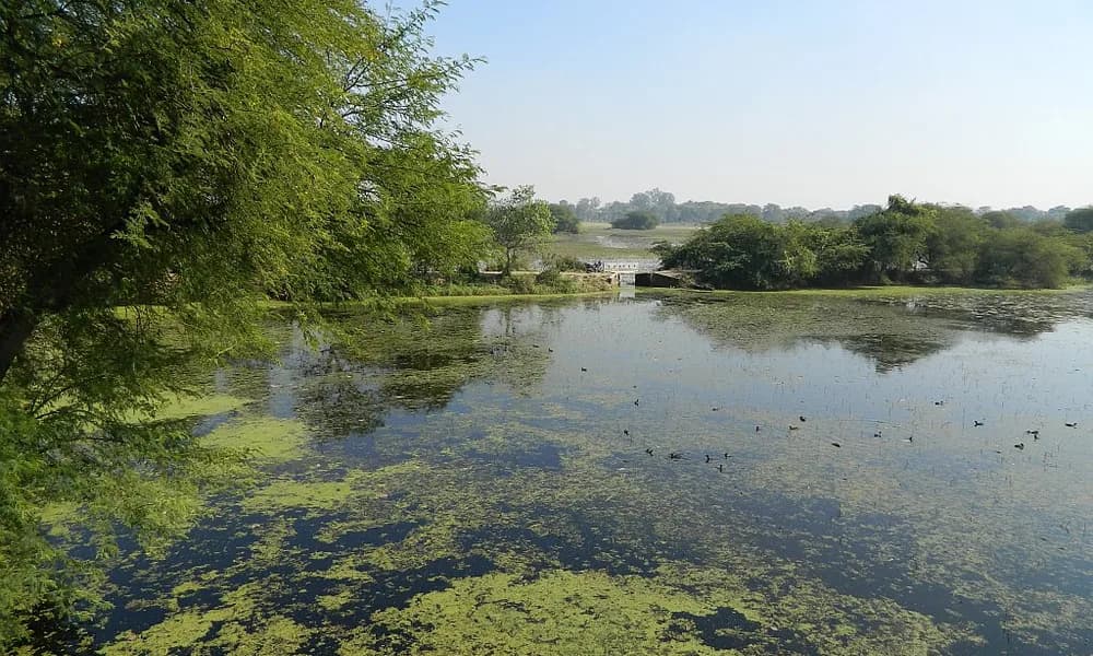 Gangetic floodplain wetland in Uttar Pradesh