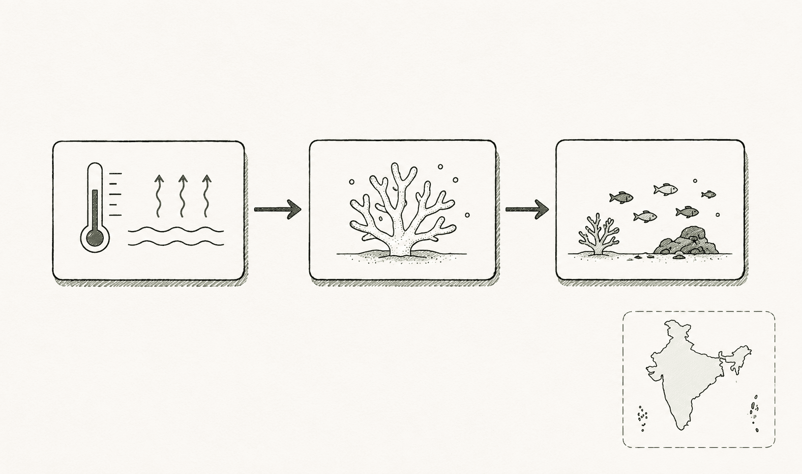 Coral reef bleaching cause-effect chain — sea surface temperature rise, bleaching, and biodiversity loss at Indian reef sites