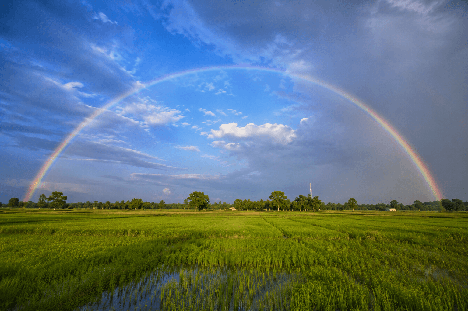 Wide primary rainbow arching over wet green fields in India just after a monsoon shower, clearing blue sky beyond the rain curtain