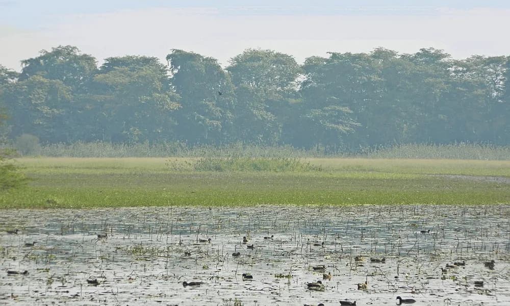 Open water and marsh on a Gangetic oxbow wetland